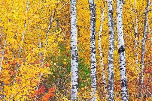 Autumn Birches_17725.jpg - Photographed near Sharbot Lake, Ontario, Canada.